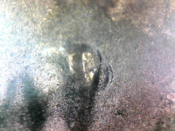 2015-D-LSC-DDO-Double-Ear-Variety-My-Second-One-Found.